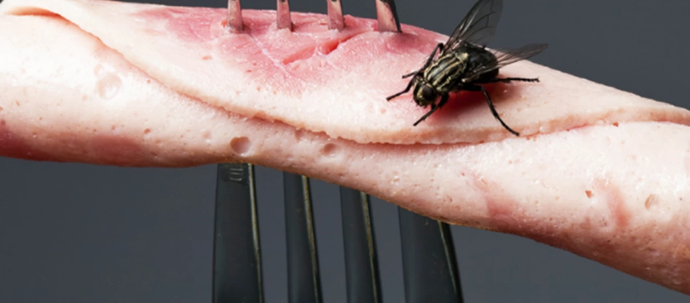 Τελικά τρώμε ή όχι το φαγητό που έκατσε μύγα; - Οι ειδικοί απαντούν